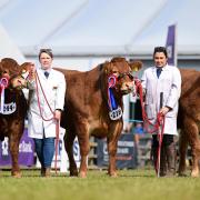 Limousin interbreed group of three with judge Vicki Wood.