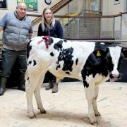 Shaun Sowray, with his rearing calf champion, with judge Katie Grainger