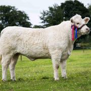 Inter-breed champion was the Charolais from Tom and Sheena Gatherer