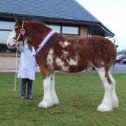 Heading up the Clydesdale entry was Charlotte Young’s Forneth Lucky Daisy