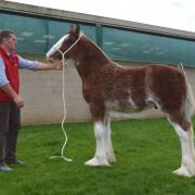 Taking the supreme championship was the unnamed colt foal from Harry Emerson