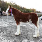Ord Tinkerbelle came out on top at Grampian Foal Show