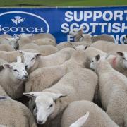 New season lamb prices are up 26% on the year due to reduced supplies and increased demand