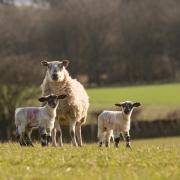 Ewes need sufficient nurishment pre and post lambing to rear two lambs
