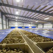 PepsiCo will put its 2000tonnes of seed potatoes to another use outside Russia