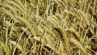 Farmers need to pay attention when management spring barley this season