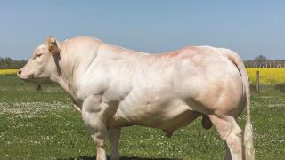 Composite breed of cattle developed specifically for beef on dairy