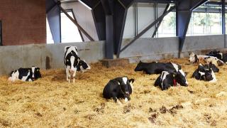 Heat stress can impact on dry cows and their unborn calves