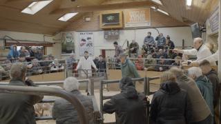 Transparency of the live auction ring, means livestock numbers and prices sold through the mart are up on the year according to the latest figures from LAA