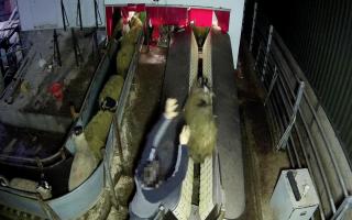 Undercover footage from Animal Aid led to the abattoir workers being charged