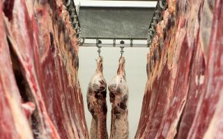 A tightening of supplies and great BBQ weather have combined to give a boost to beef prices, both live and dead in recent days
