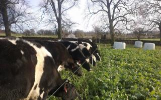 Increased use of home-grown forages can help to reduce emissions on dairy farms which ultimately could lead to an improved milk contract