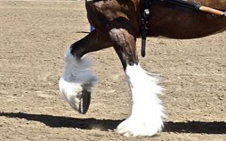 Clydesdales aren't classed as 'heavy' horses for nothing (Pic: Wikicommons)