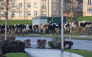 WATCH: Herd of escaped  steers spotted walking down a busy road