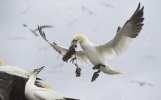 Gannets on the Bass Rock,  photographed by Greg Macvean ,  courtesy of the Scottish Seabird Centre