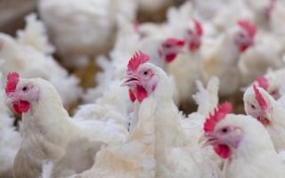 The High Court case in May seeks to challenge the government on the legality of allowing the use of fast-growing breeds of broiler chickens