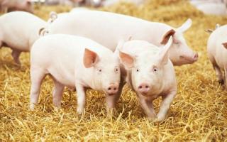 UK pig producers now have access to Vietnamese market
