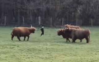 Hunt launched for owner of dog that attacked Highland cows in Glasgow park