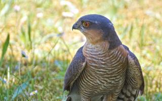 A sparrowhawk was killed by a gamekeeper employed by the Moy Estate