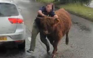 Council issue statement after heifer stirk escapes onto busy road