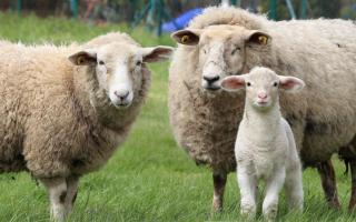 The sheep were stolen from Heldre Hill,  near Buttington.