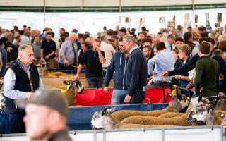 Potential buyers look over the stock on offer before the sale starts at Kelso  Ref:RH080923039  Rob Haining / The Scottish Farmer...