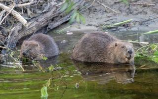 Beavers have caused debate