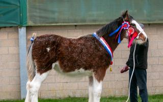 Collessie Gladiator was overall champion for Ronnie Black and family