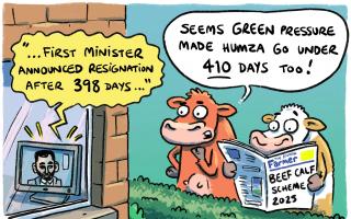 Beef calf scheme calving interval vs. First Minister's tenure