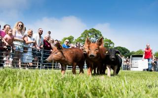 Experience the excitement as Craig Harrower's pig racing team entertains the Fife Show crowd. Ref:RH180524316  Rob Haining / The Scottish Farmer...