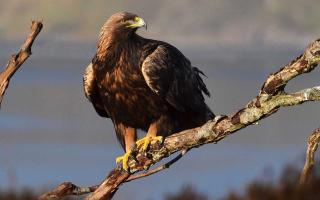 Golden Eagles are among the birds which nest in SPAs