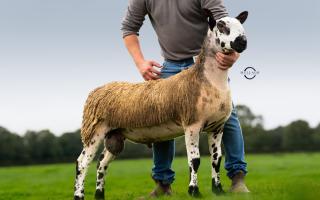 Top priced lamb at 12,000gns from the Giants Causeway flock