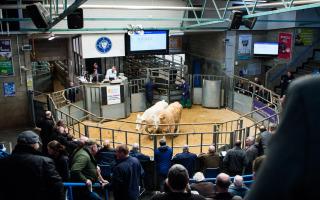 Thainstone topped the store cattle trade this week at £2880