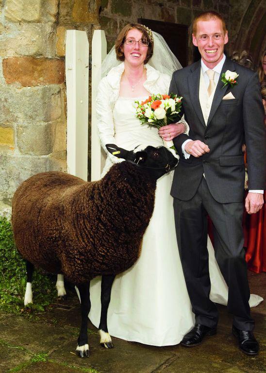 Ailsa Dickinson and Keith Forsyth, both of Kirkwhelpington were married at Kirkwhelpington Church, Northumberland - fellow members of the Zwartbles Sheep Society formed a guard of honour with shepherds crooks for the newly wed couple as they left the chur