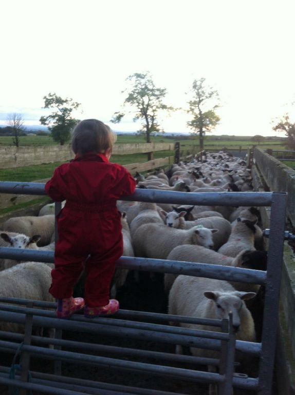 31/10/16 - Wee Helen Miller supervising the lamb grading at High Gameshill Farm, Dunlop, Ayrshire, this past week. Sent in by Alison Cook.