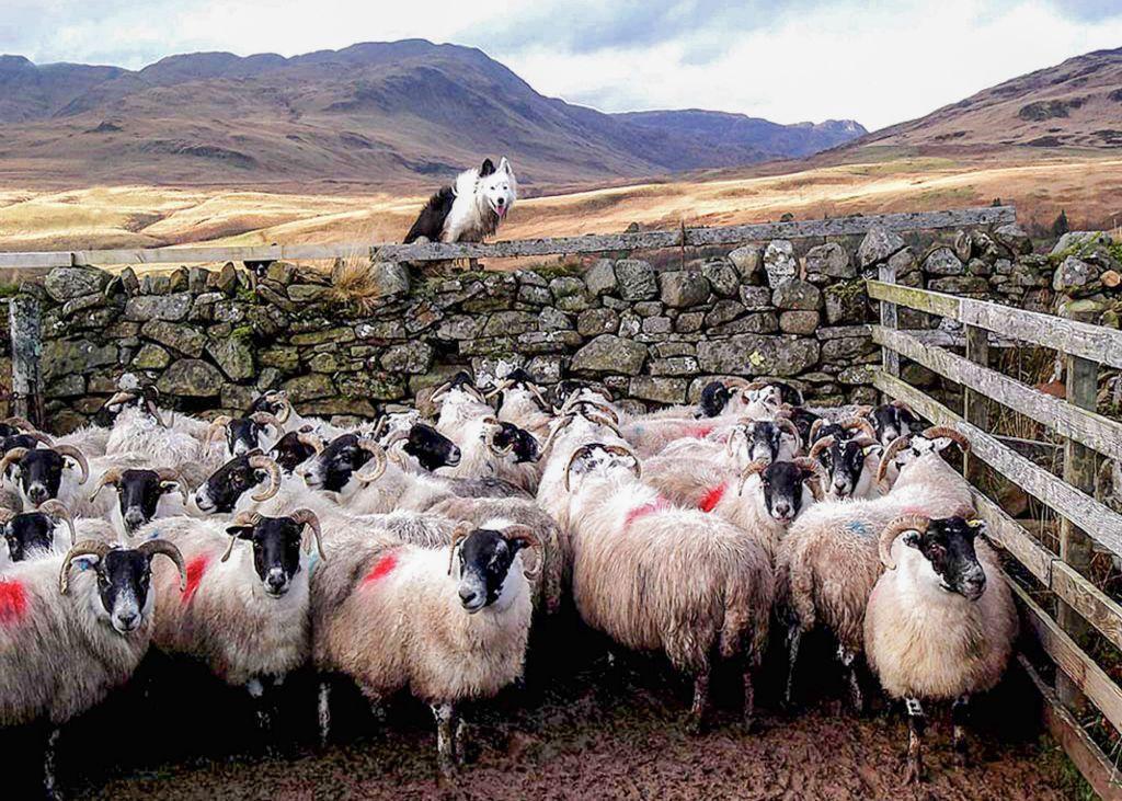 05/12/15 - Mick the sheepdog, keeping a watchful eye over his flock, in Glenartney, near Comrie in Perthshire.  Photo sent in by Robert Harrison.