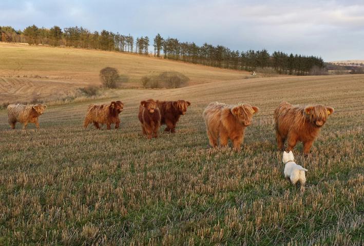 16/01/16 - West Highland terrier Suzy, meets some West Highland counterparts. The yearling Highland heifers, bred in the West Coast, are now cleaning up the stubble on Hazel and Douglas Baxter's Tophead Farm, at Stanley, Perthshire, and Hazel captures the