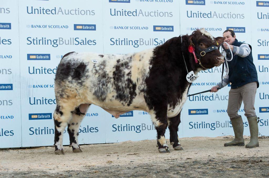 Stirling Bull Sales 2015