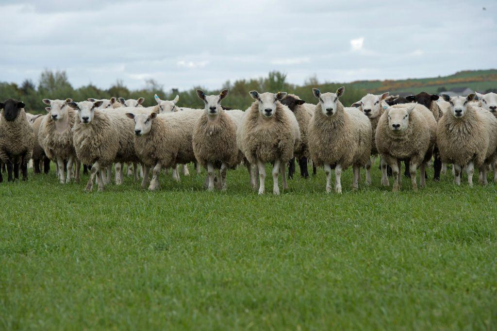 Highland Sheep Preview 2015