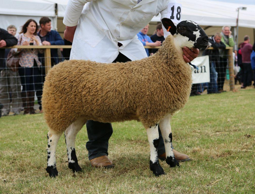 RHS 2015 Sheep