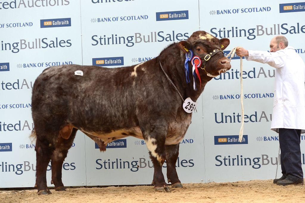 Stirling Bull Sales 2014