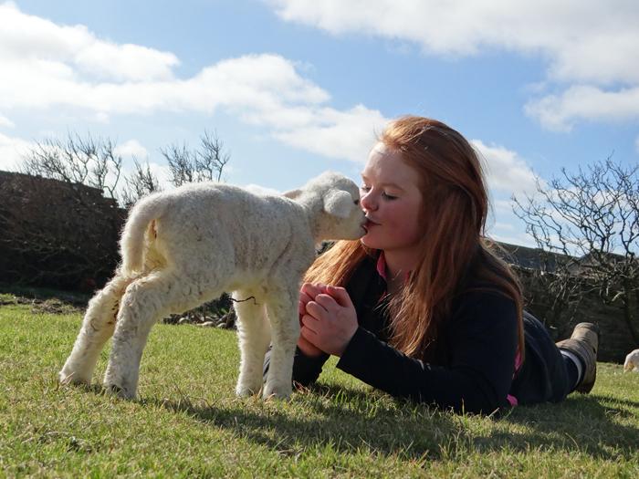 26/03/16 - Ellis Tait, aged 14, of Ingsay farm in Orkney, with one of her Texel cross Llyen lambs. 