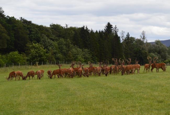 Deer farming across the UK is growing to meet the market demand for venison... but not fast enough