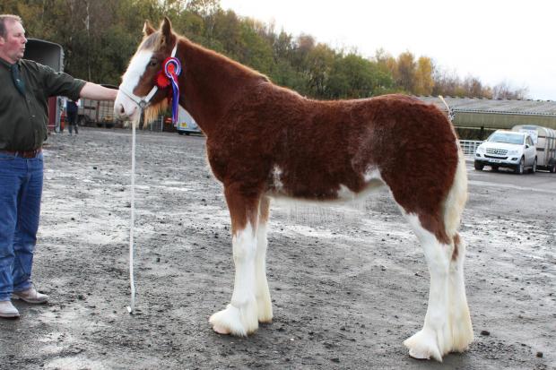 Ord Tinkerbelle came out on top at Grampian Foal Show