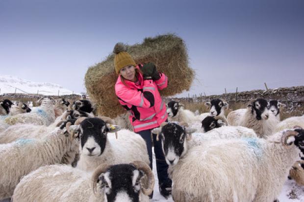 HEFTING BALES to feed hungry Swaledale ewes in the snow, Karen Winspear, of Low Bands, Hawes, pictured on the high pastures above Askrigg, in Wensleydale
