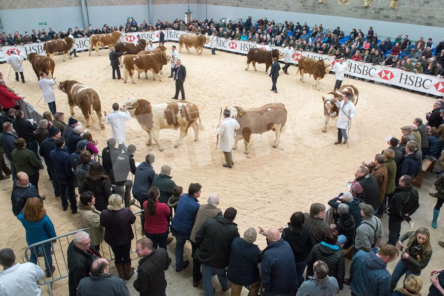 Sunday saw a lot of spectators round the Simmental judging ring. Ref:.RH19217828