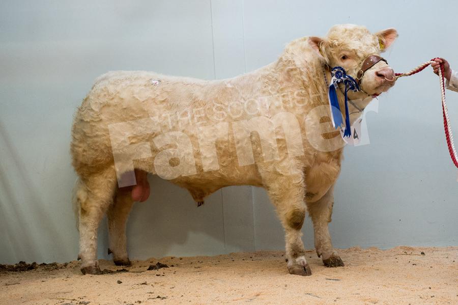 Top price Charolais Kinclune Laurent from Jock Wilson sold for 8000gns. Ref: RH13171061