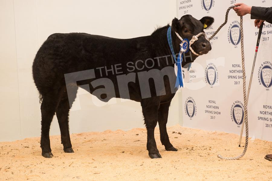John and Craig Robertson sold this limousin cross heifer for £6050. Ref: RH13171084