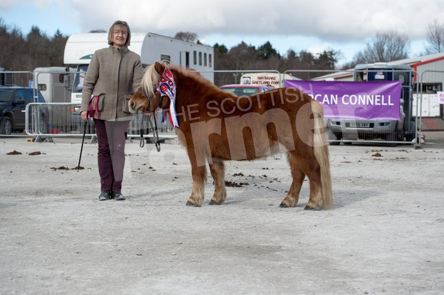 Linmore Finnesse from Christine Forbes stood Overall Shetland Champion. Ref: RH13171047