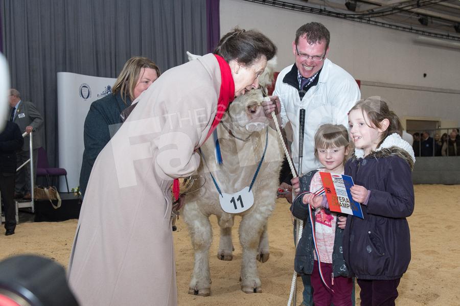 HRH Princess Anne meeting Carra(7) Iona(5) and Kevin Mallarkey after Strathys Lionheart won the Charolais champion. Ref: RH13171024